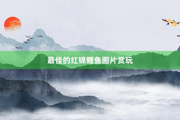最佳的红锦鲤鱼图片赏玩