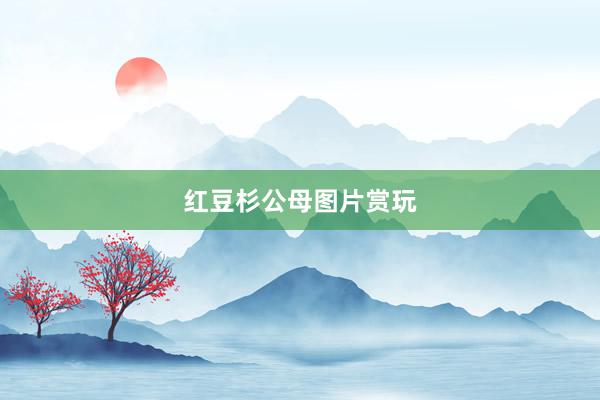 红豆杉公母图片赏玩